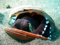 /album/galeria-de-fotos-cephalopoda/octopus-2-jpg/